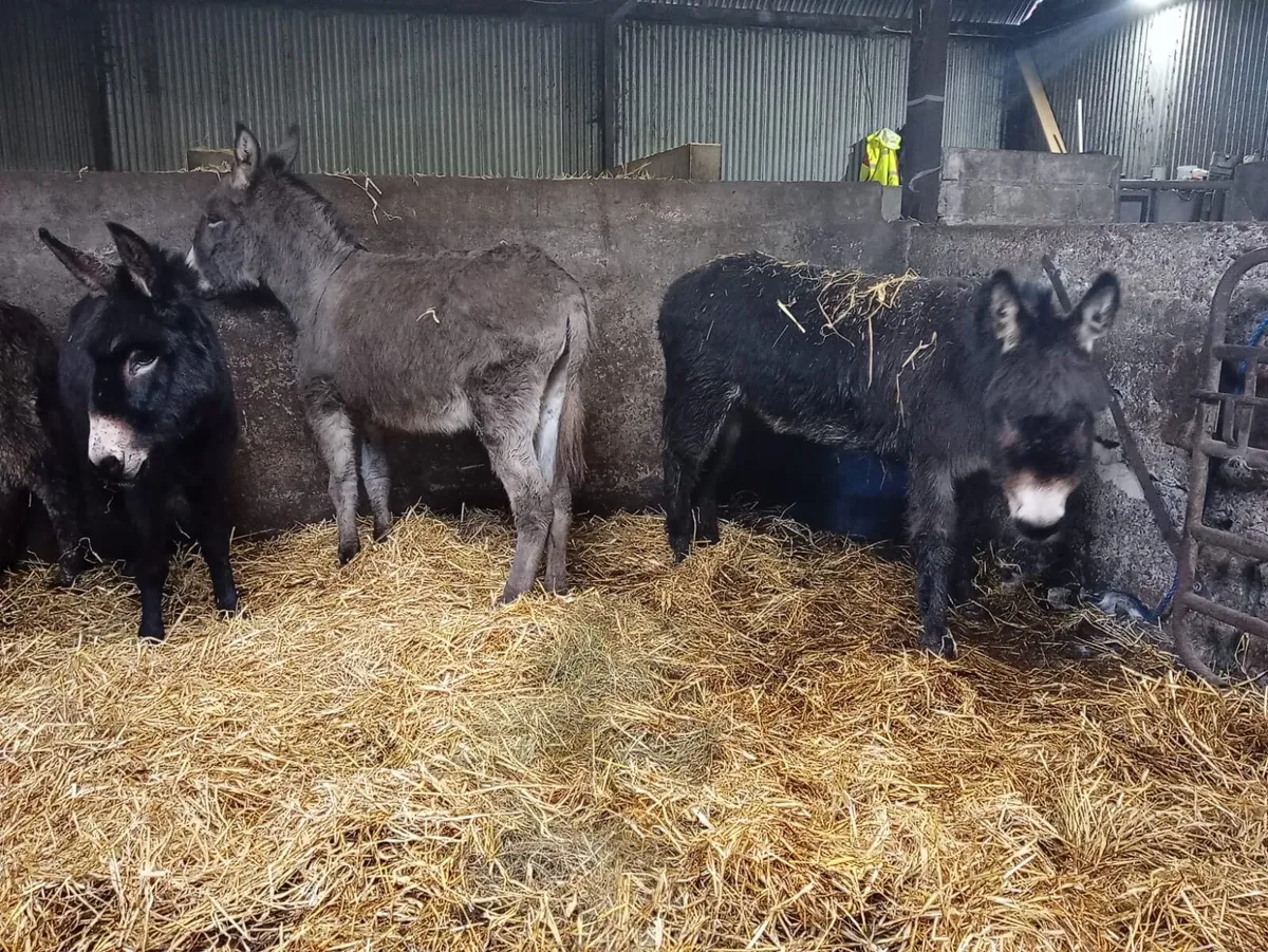 Donkeys for Sale - Image 2