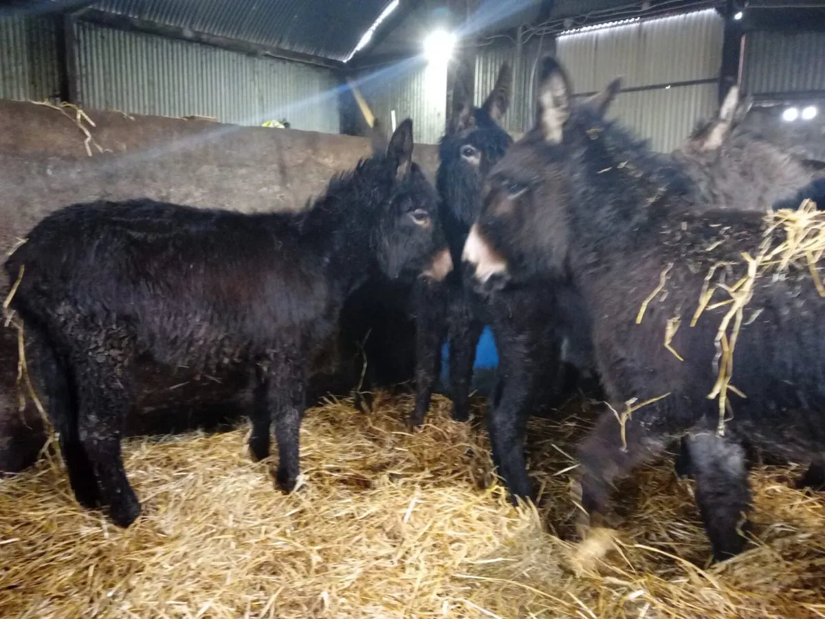 Donkeys for Sale - Image 1