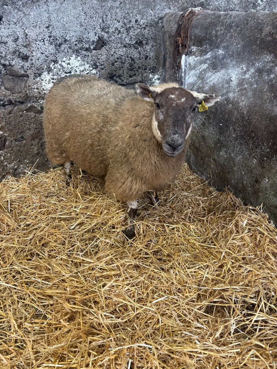 Foster ewe - Image 1