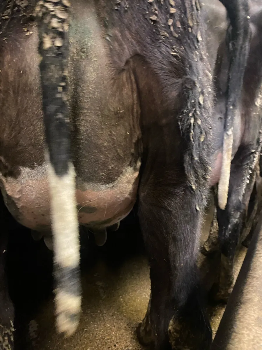 Fr heifer calved 3 teats for rearing calves