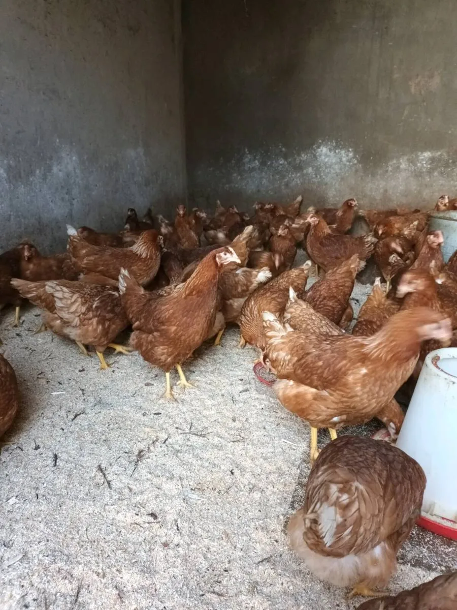 Hens for sale chickens poultry coop hutch ark - Image 2