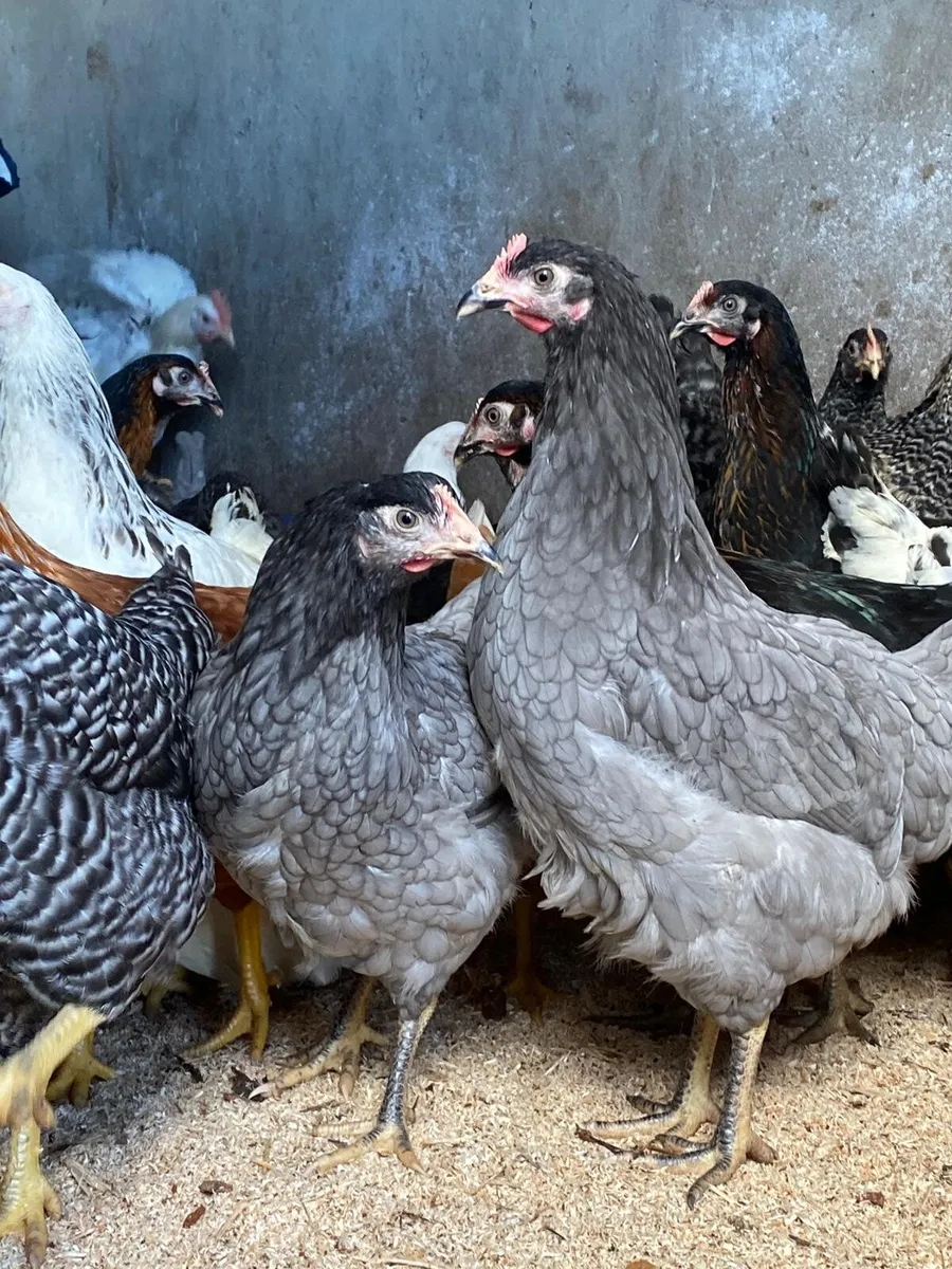 Hens for sale chickens poultry coop hutch ark - Image 3