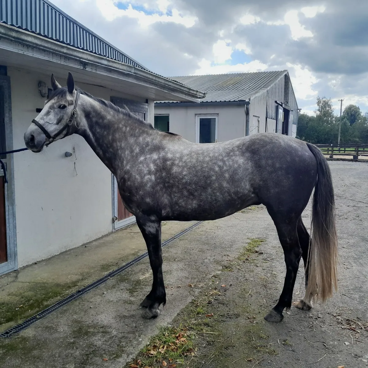 Seacruise BS - Image 1