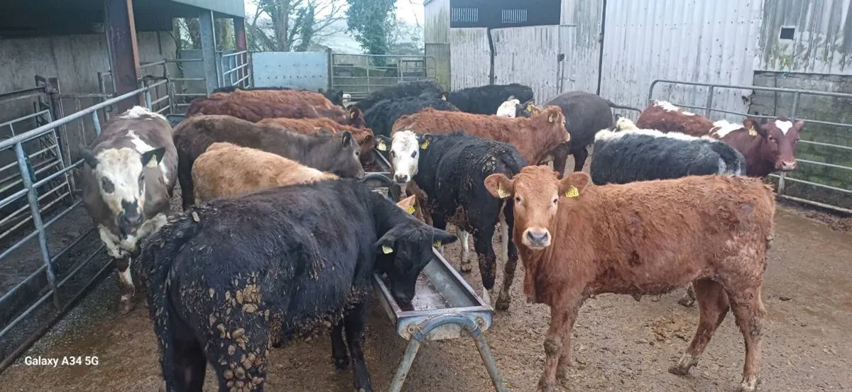 Heifers/Bullocks for Grass - Image 1