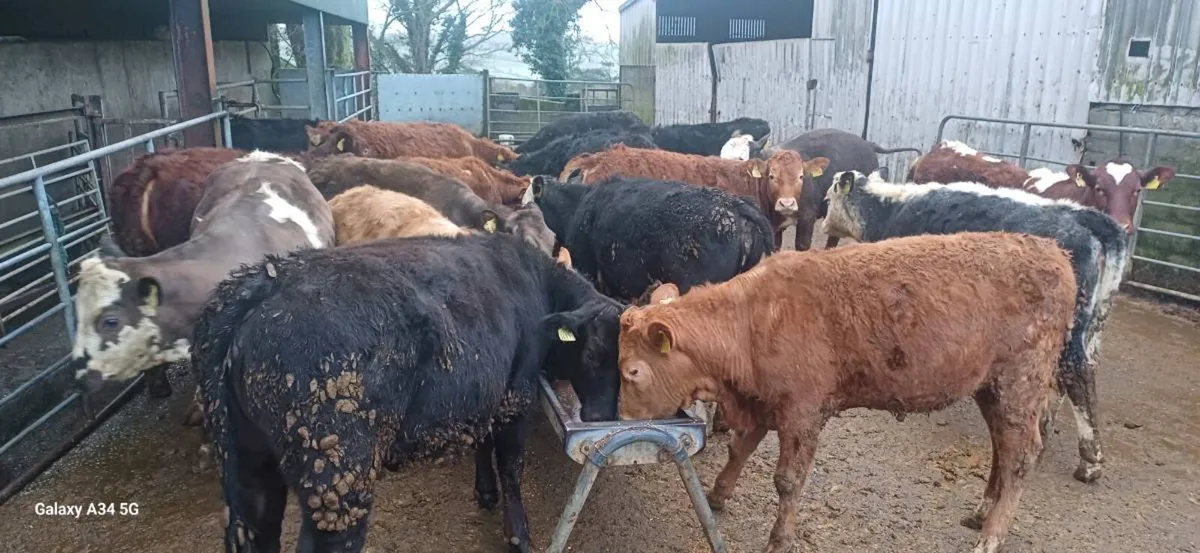 Heifers/Bullocks for Grass - Image 3