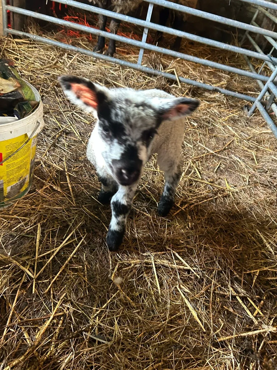 Pet lambs for sale - Image 1