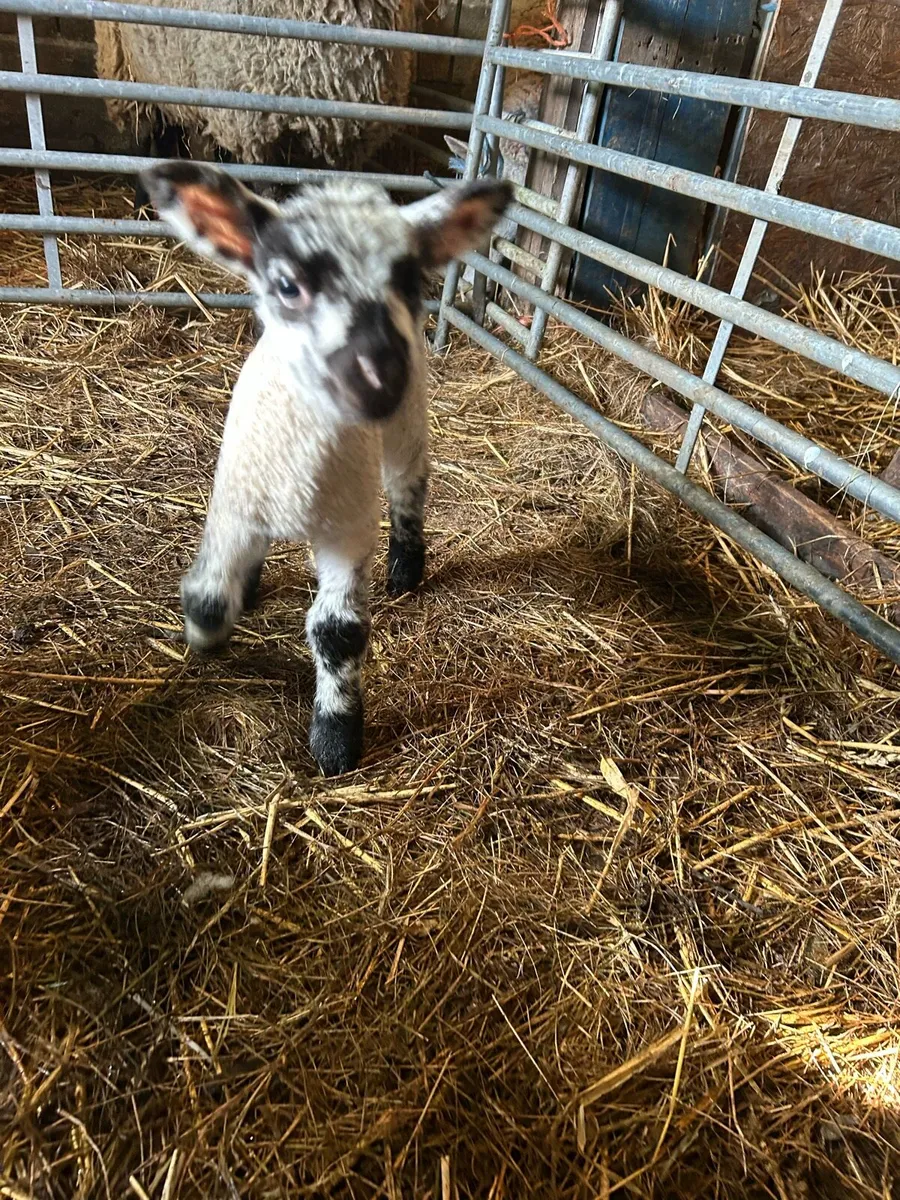 Pet lambs for sale - Image 2