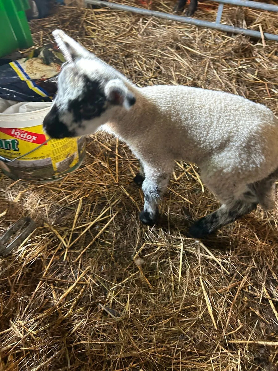 Pet lambs for sale - Image 3