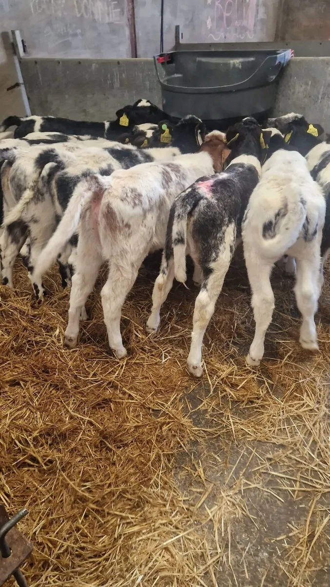 12 super Belgium blue heifer calves - Image 2