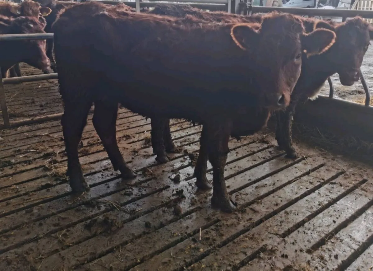 Organic Heifer+2Bulls Ballybay Mart Tonight 6:30pm - Image 1