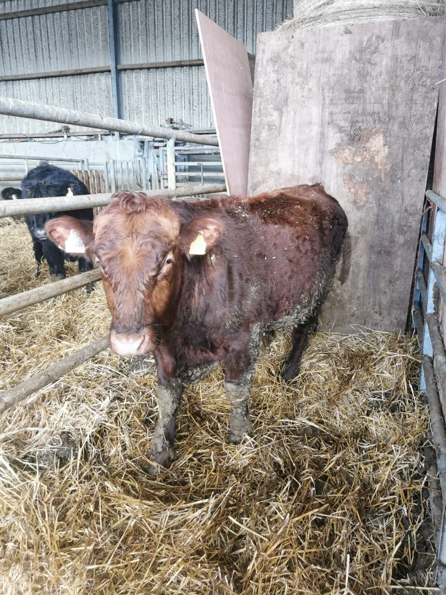 Organic Heifer+2Bulls Ballybay Mart Tonight 6:30pm - Image 2