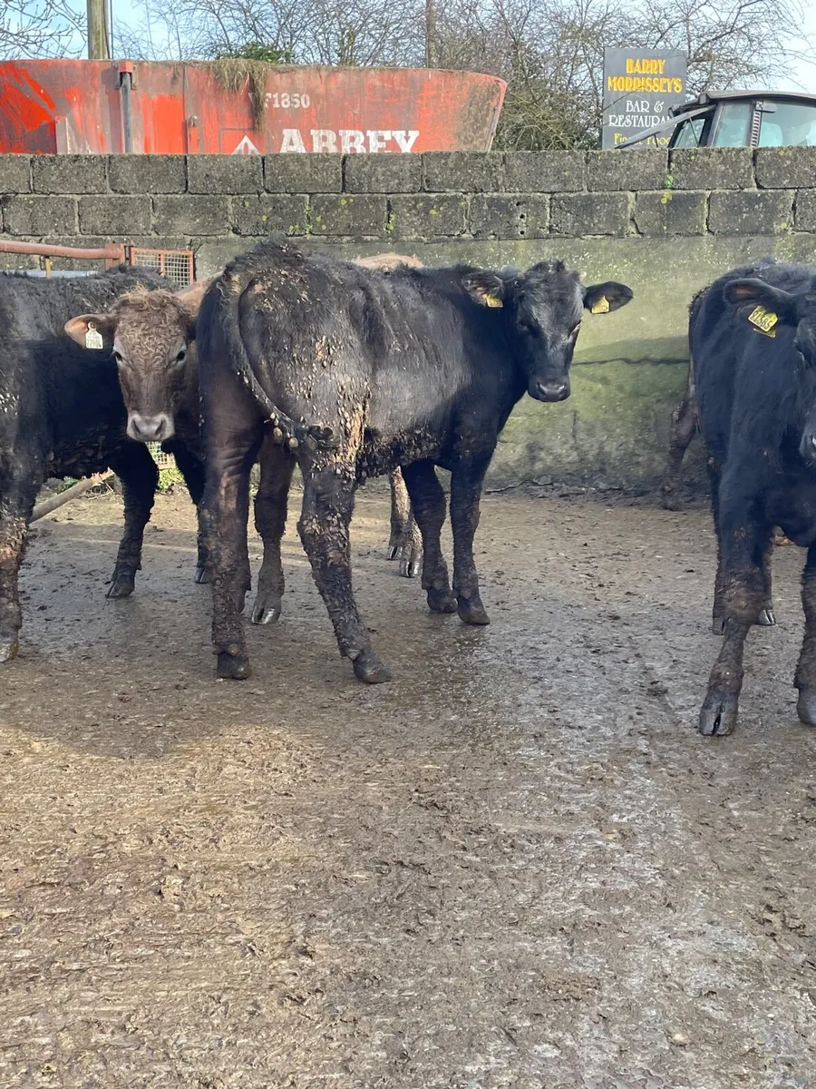 Angus bullocks for sale - Image 2