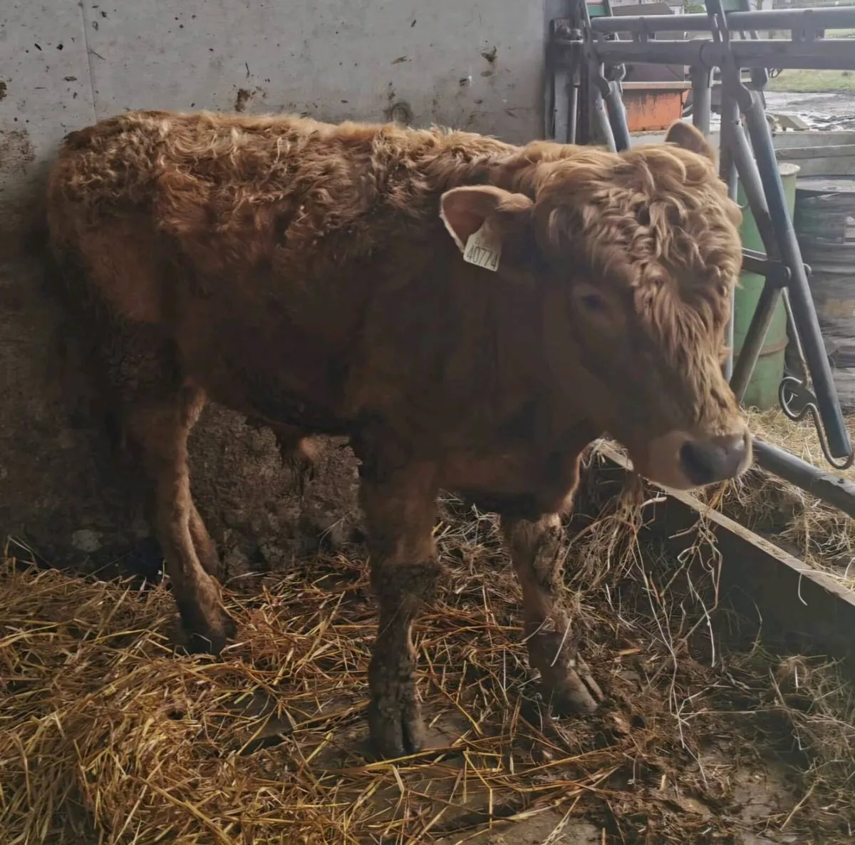 Organic Heifer+2Bulls Ballybay Mart Tonight 6:30pm - Image 3