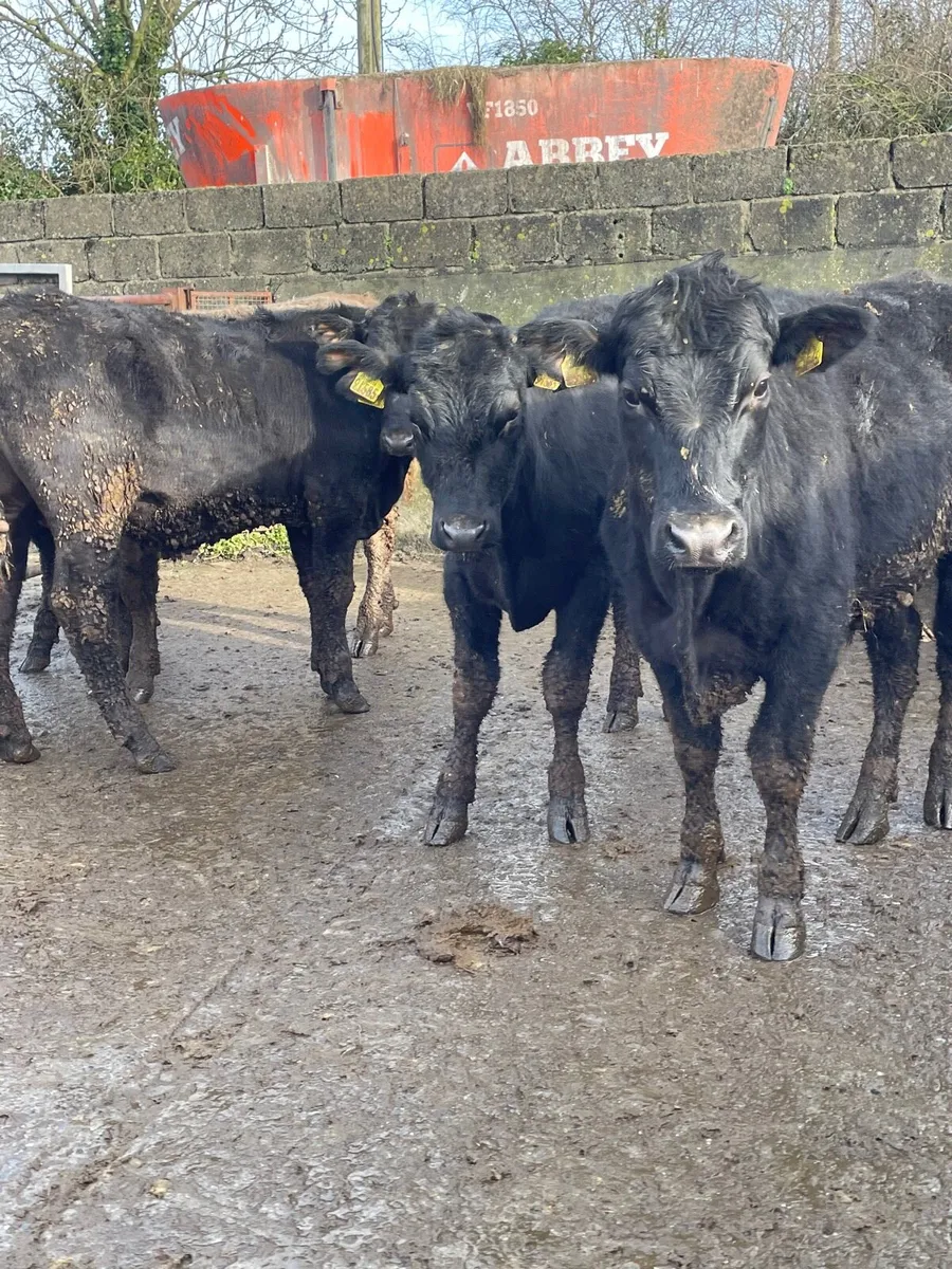 Angus bullocks for sale - Image 3