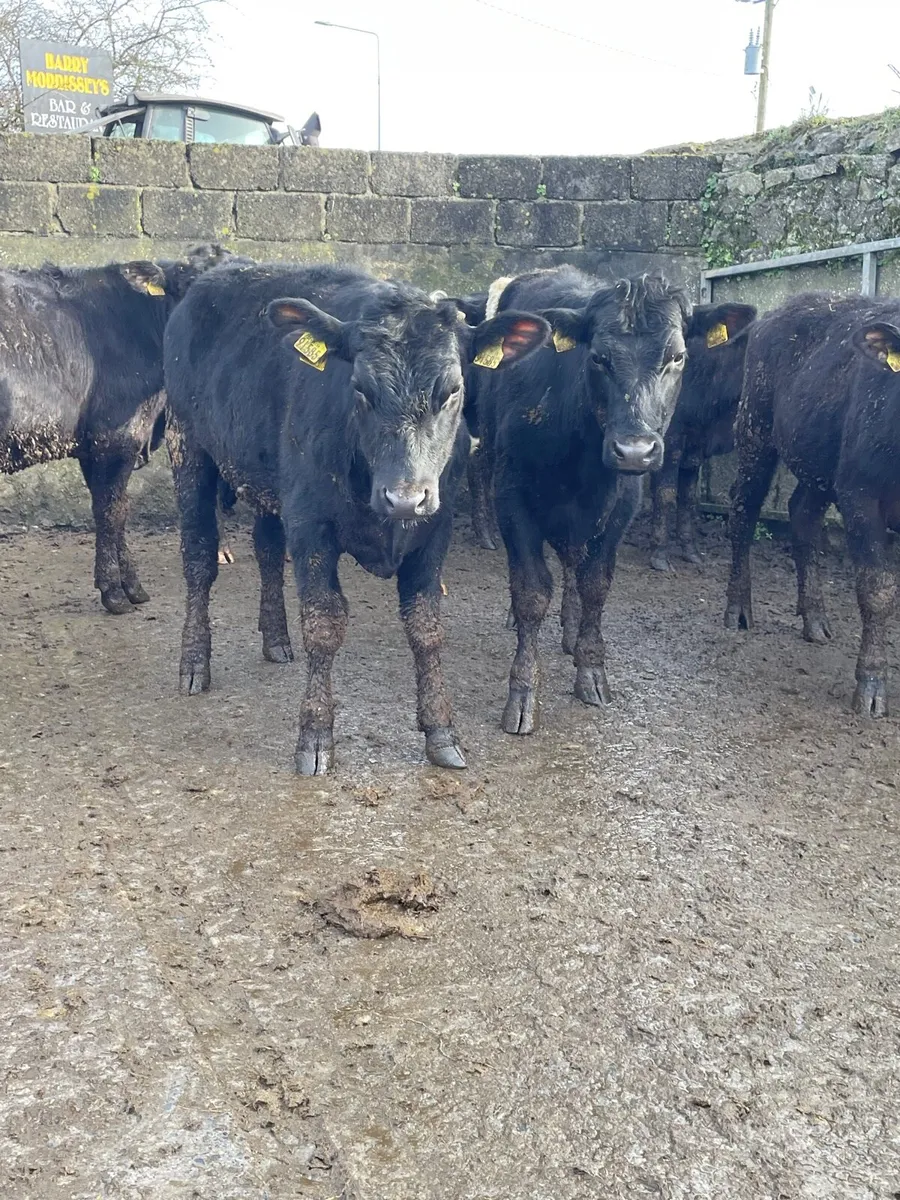 Angus bullocks for sale - Image 4