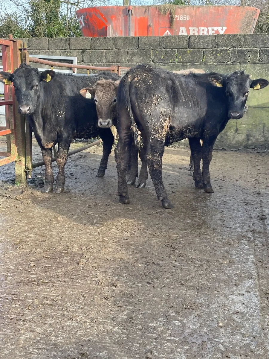 Angus bullocks for sale - Image 1