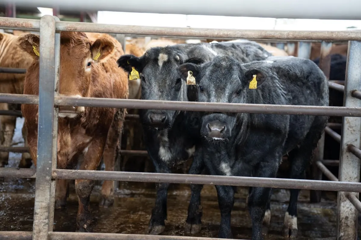 BALLINROBE MART UPCOMING SALES - Image 2