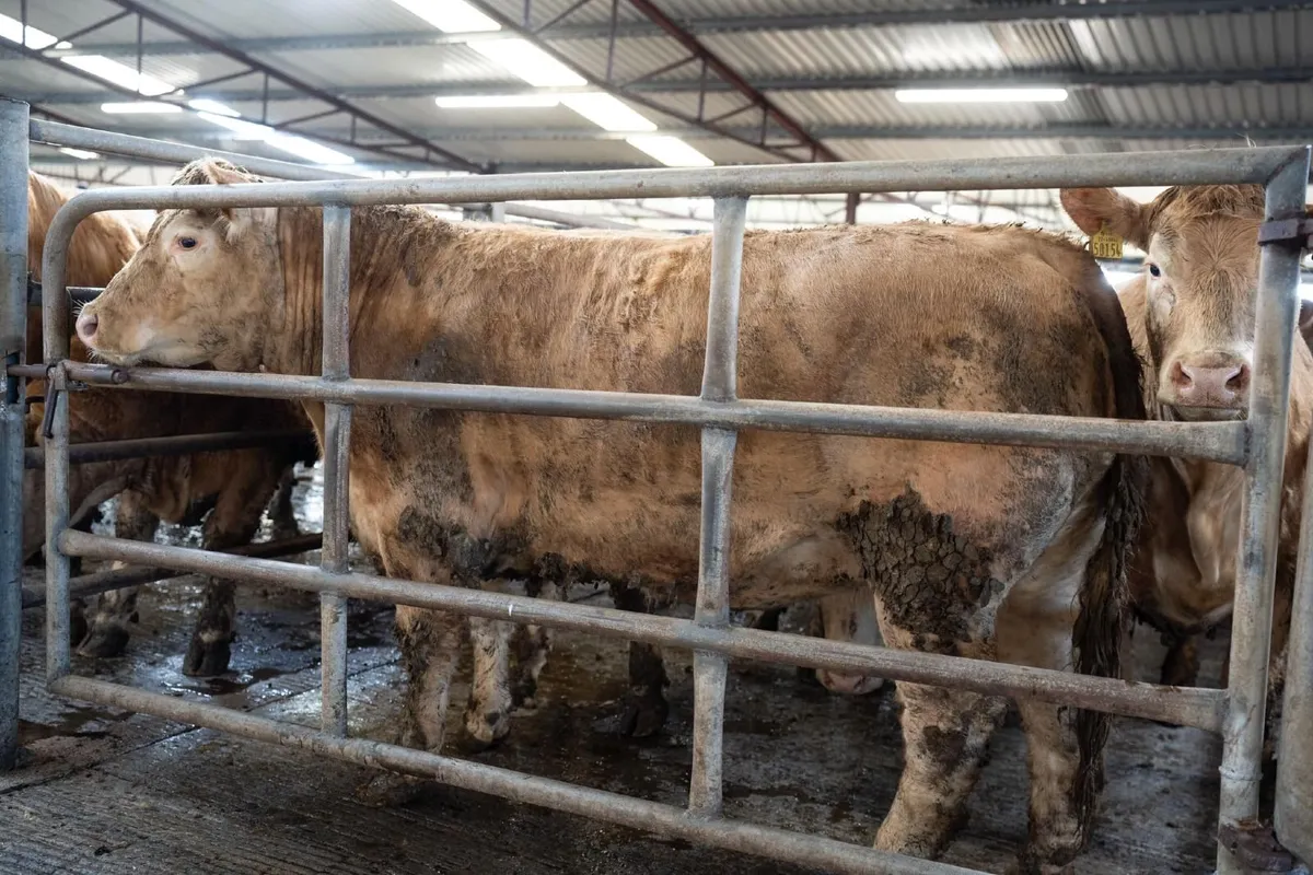 BALLINROBE MART UPCOMING SALES - Image 3
