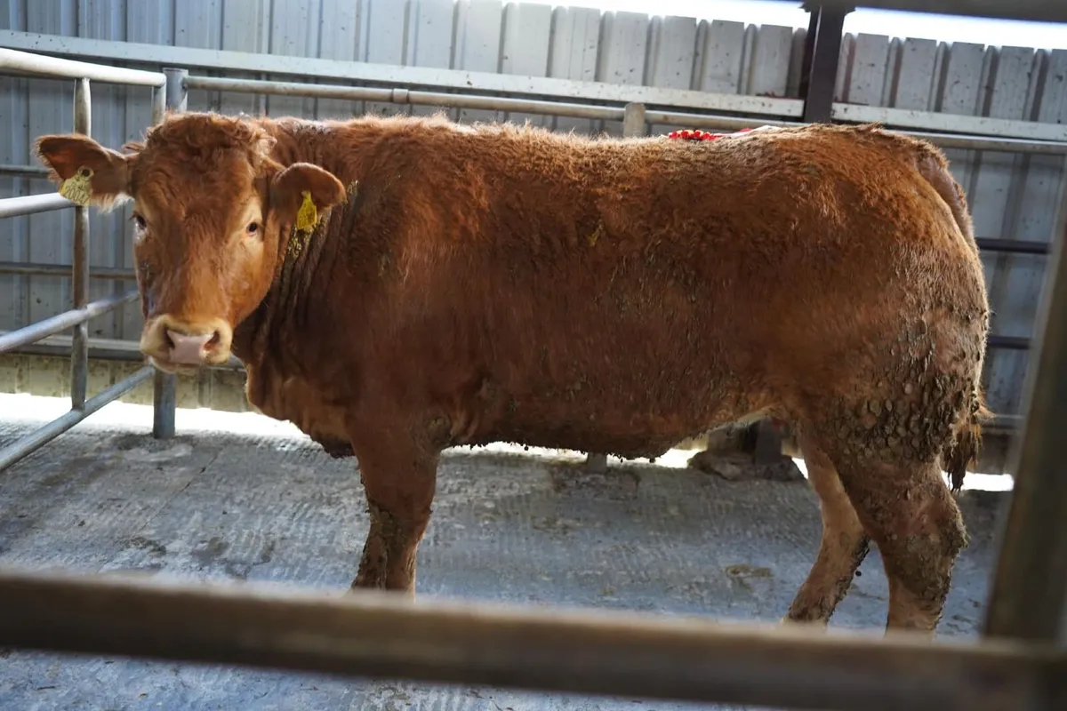 BALLINROBE MART UPCOMING SALES - Image 4