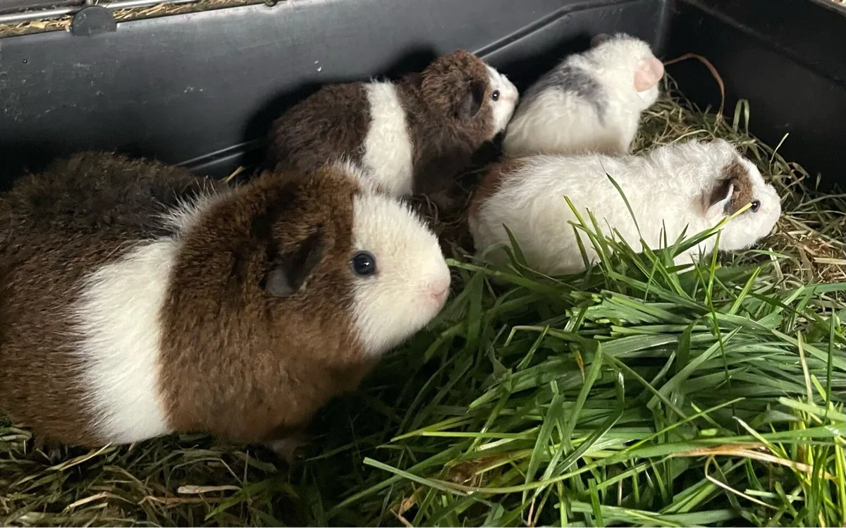 Guinea pigs - Image 1