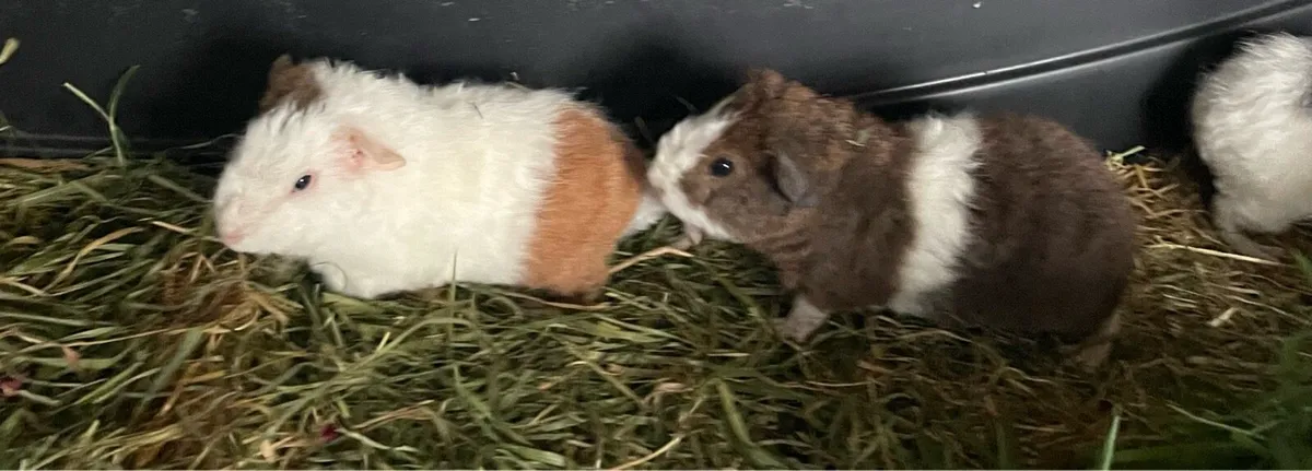Guinea pigs - Image 1