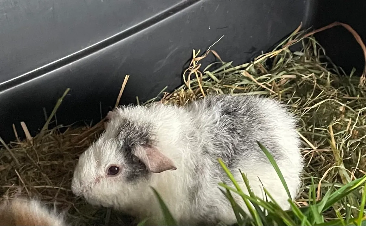 Guinea pigs - Image 2