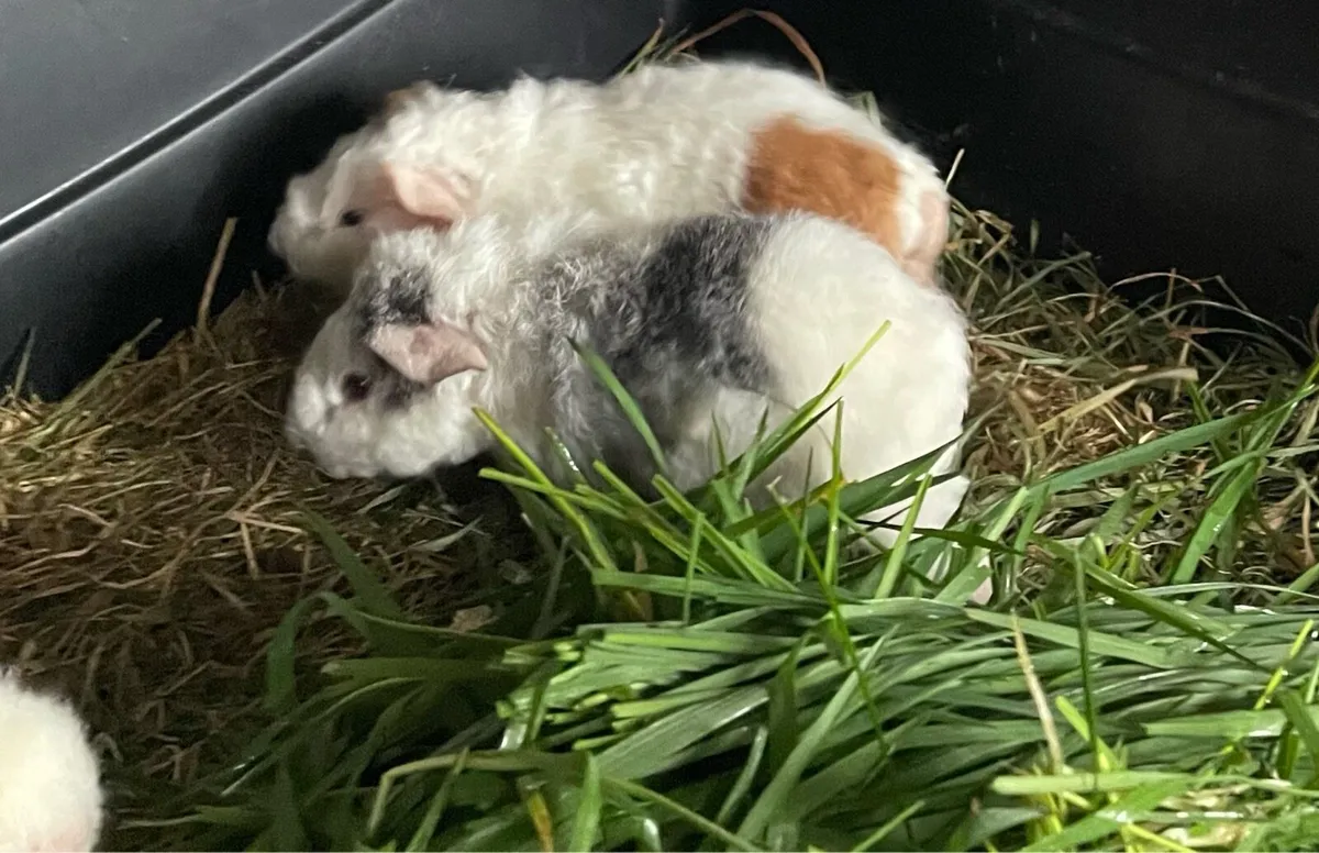 Guinea pigs - Image 3