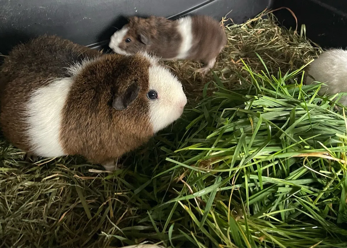 Guinea pigs - Image 4