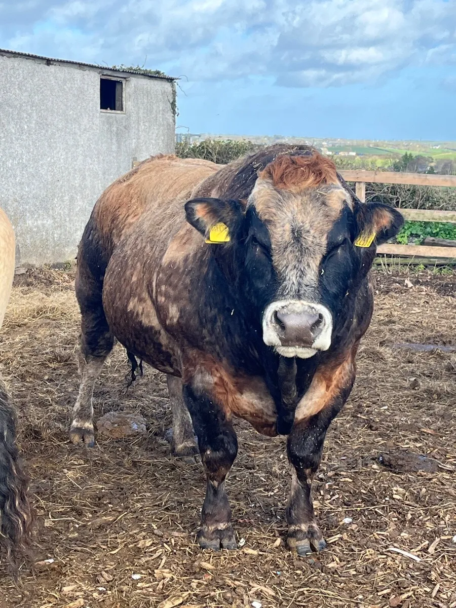 Bull - Image 2
