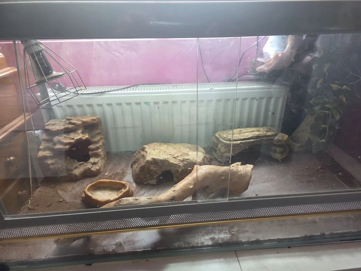 Large vivarium and accessories - Image 1