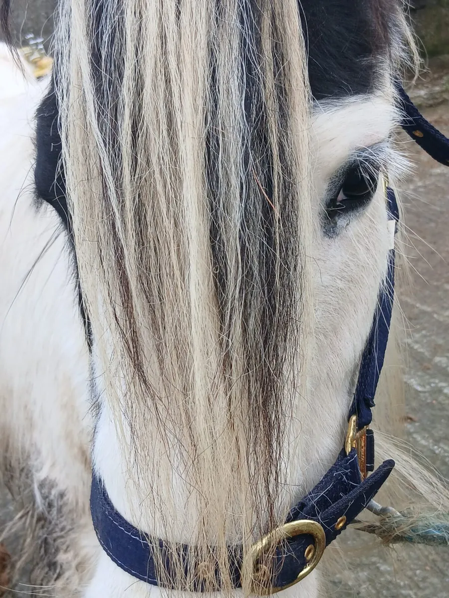 4yo filly   12.3hh...very quiet   passported - Image 1