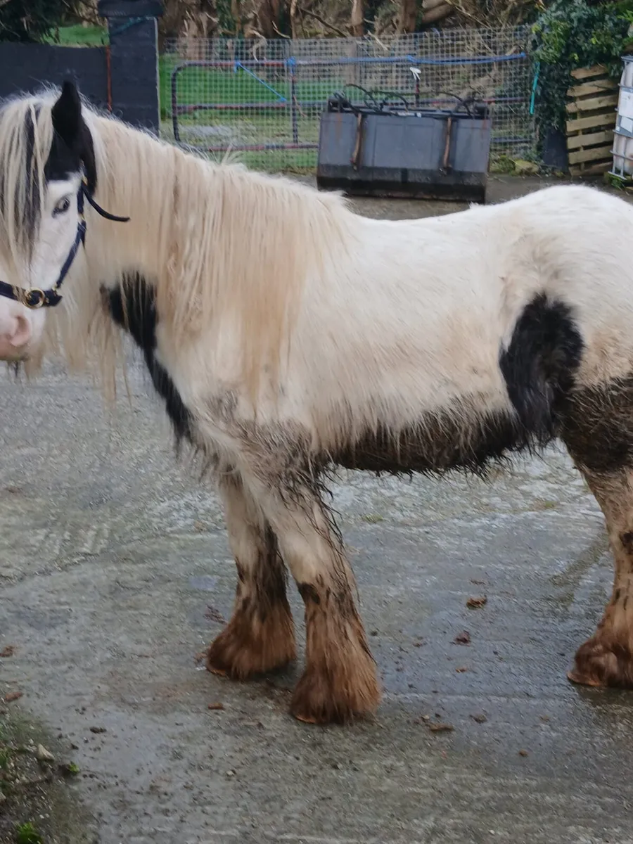 4yo filly   12.3hh...very quiet   passported - Image 2