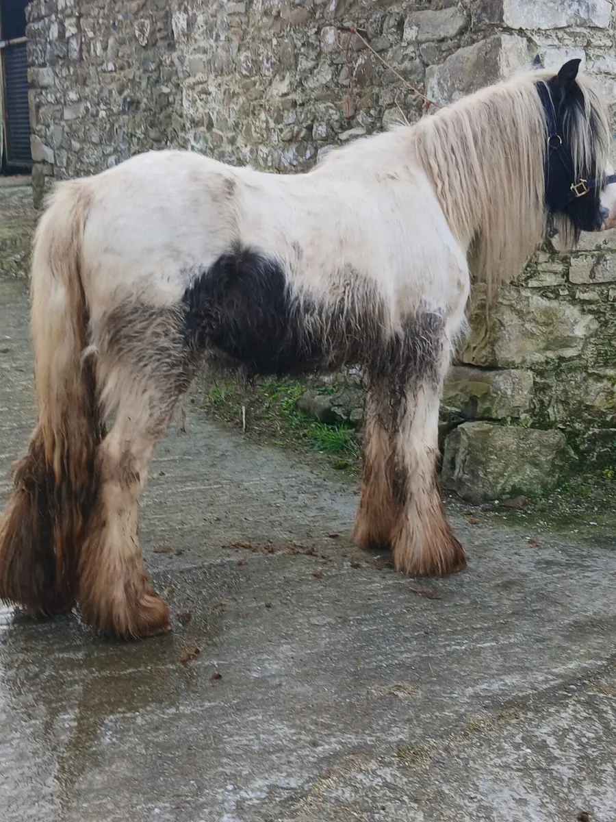 4yo filly   12.3hh...very quiet   passported - Image 3