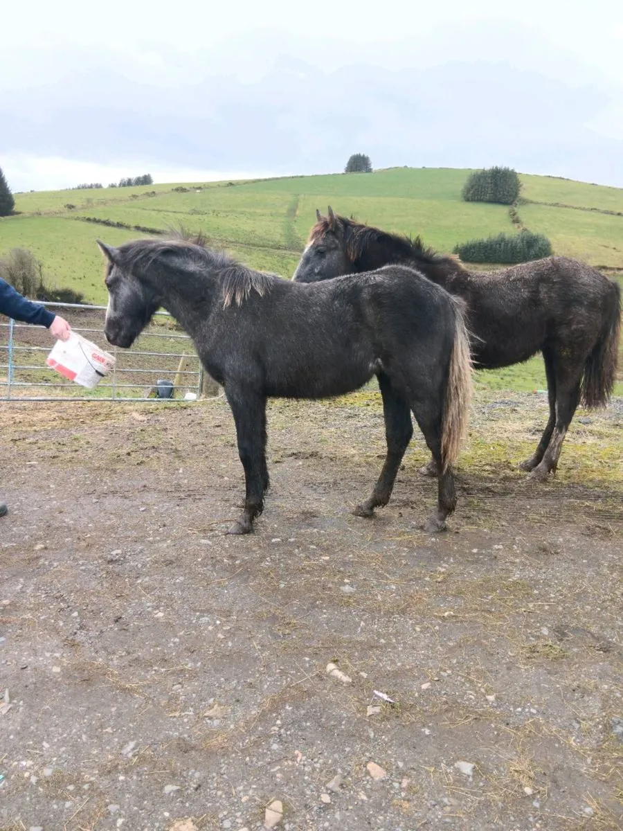 Yearling filly - Image 2