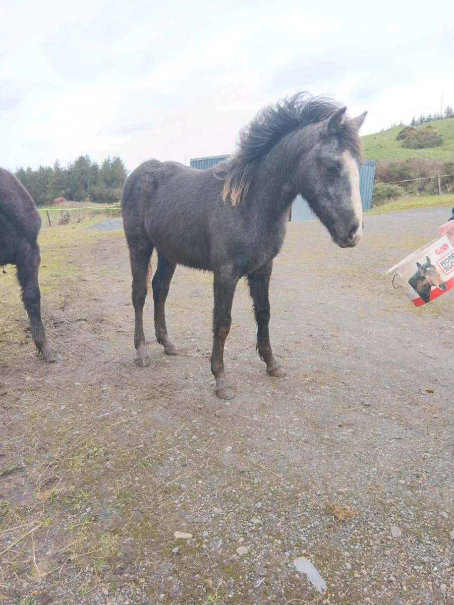 Yearling filly - Image 3