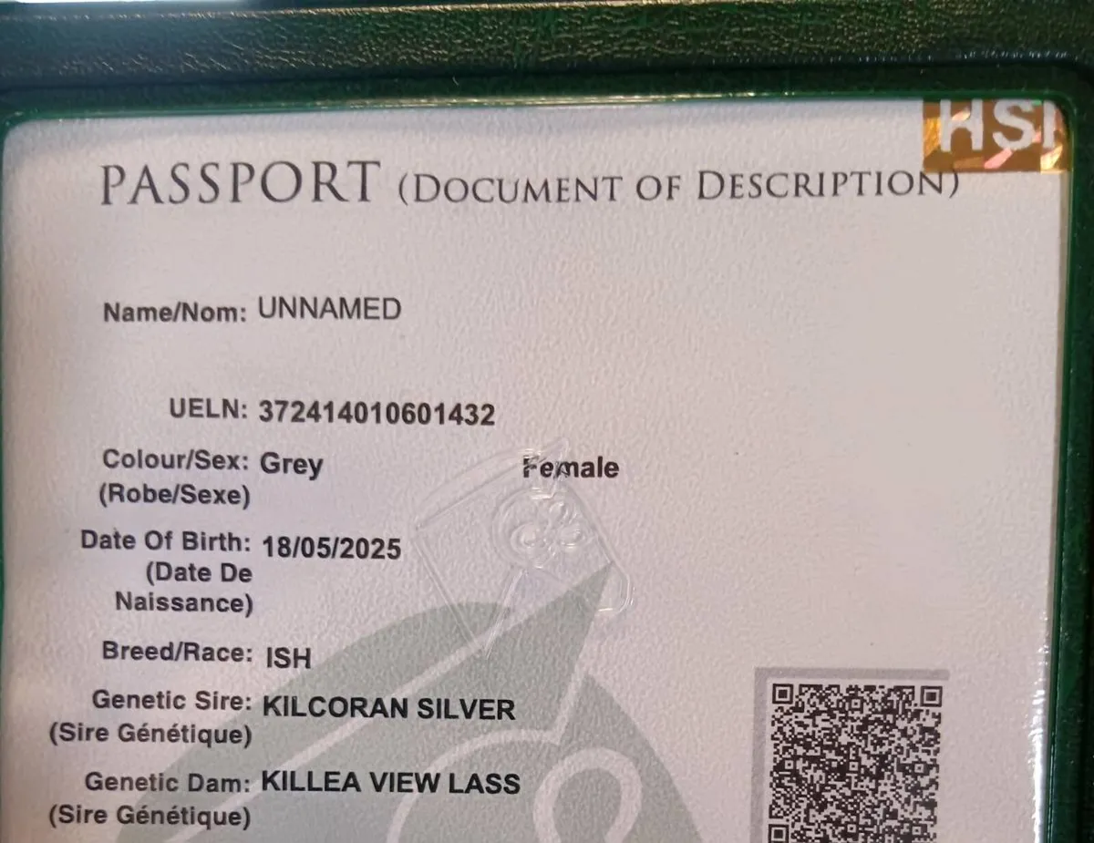 Yearling filly - Image 4