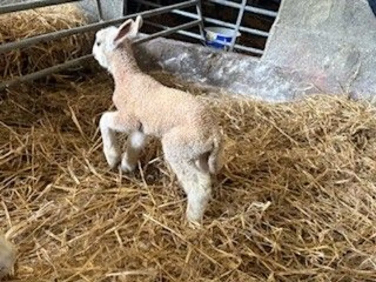 Pet Lambs for sale - Image 2