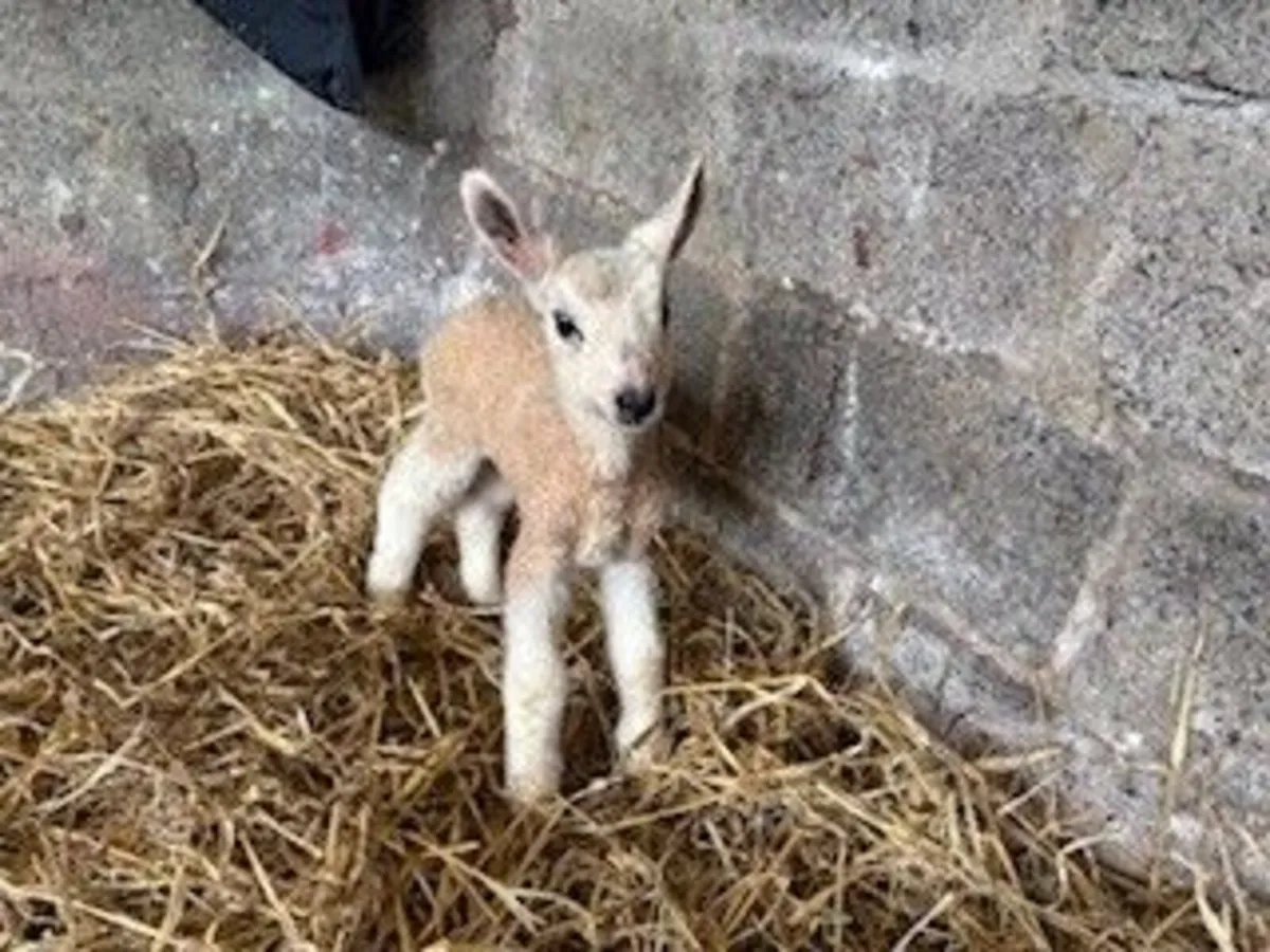 Pet Lambs for sale - Image 1