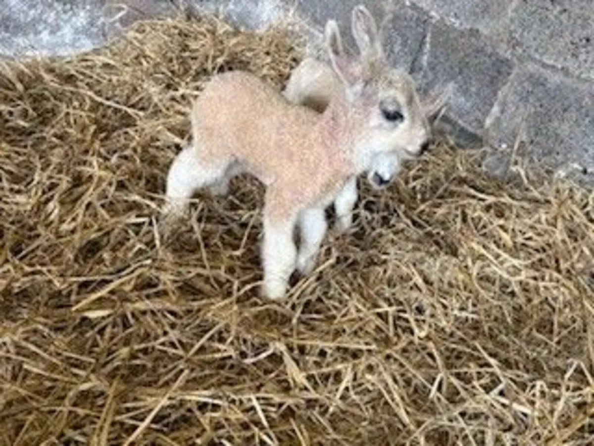 Pet Lambs for sale - Image 4