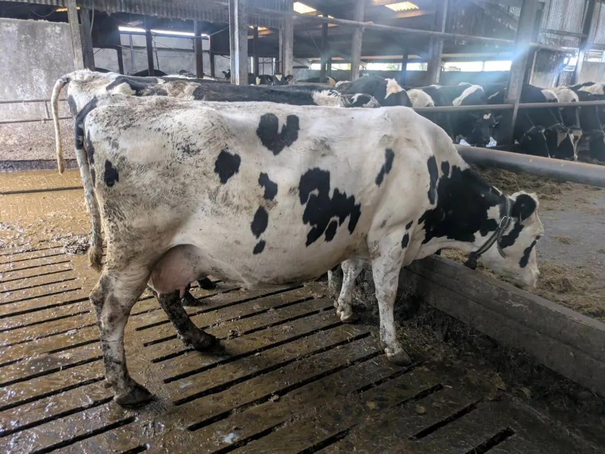 Fresian cows - Image 1