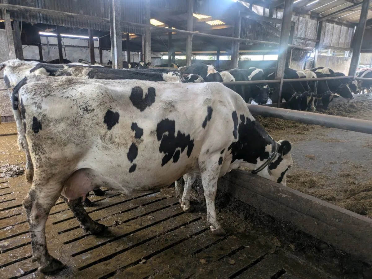 Fresian cows - Image 2