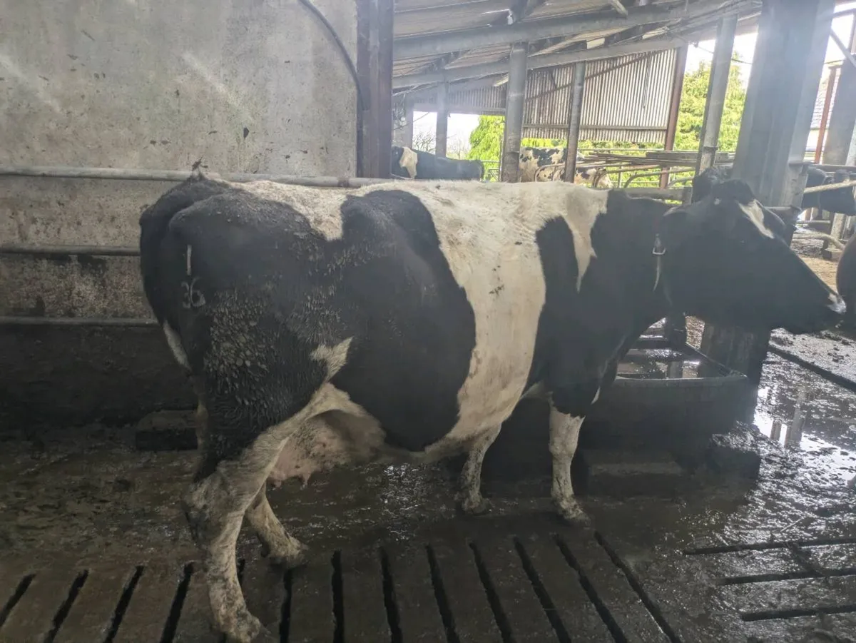 Fresian cows - Image 3