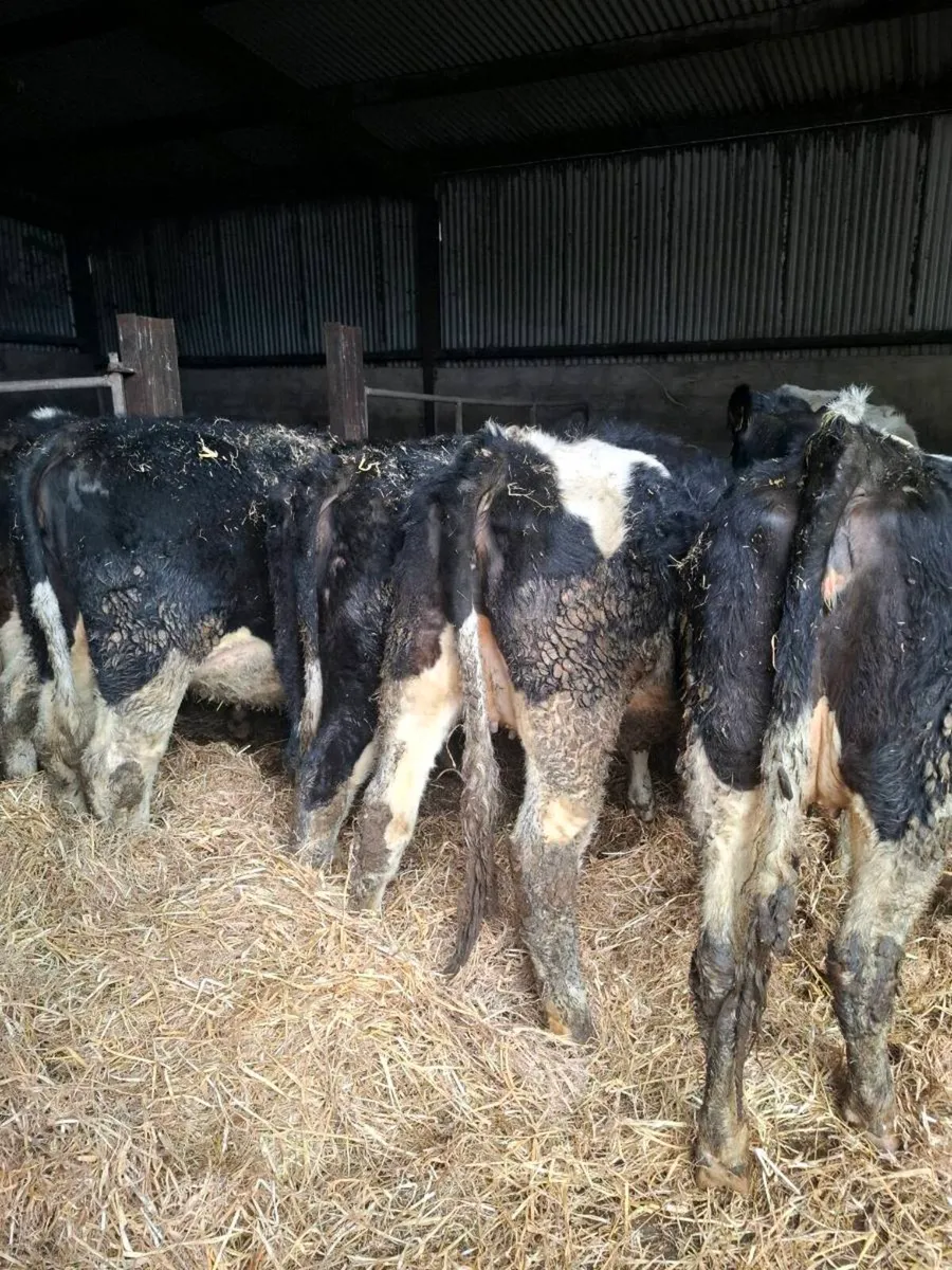 5 british fresian incalf heifers - Image 1