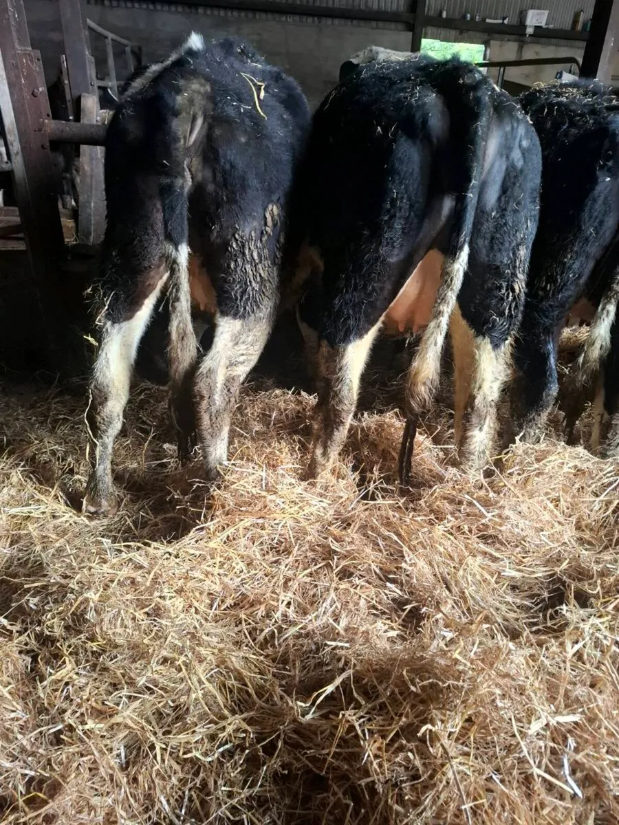 5 british fresian incalf heifers - Image 3