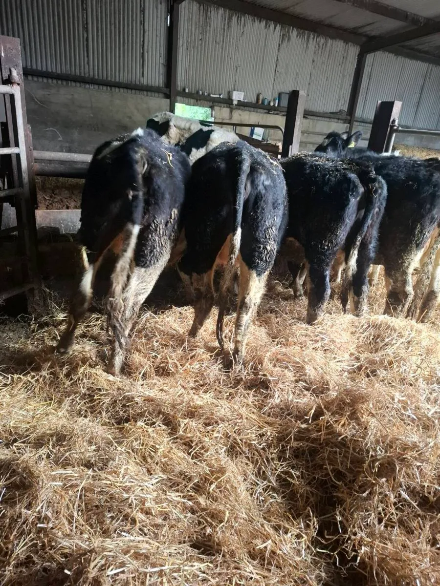 5 british fresian incalf heifers - Image 4