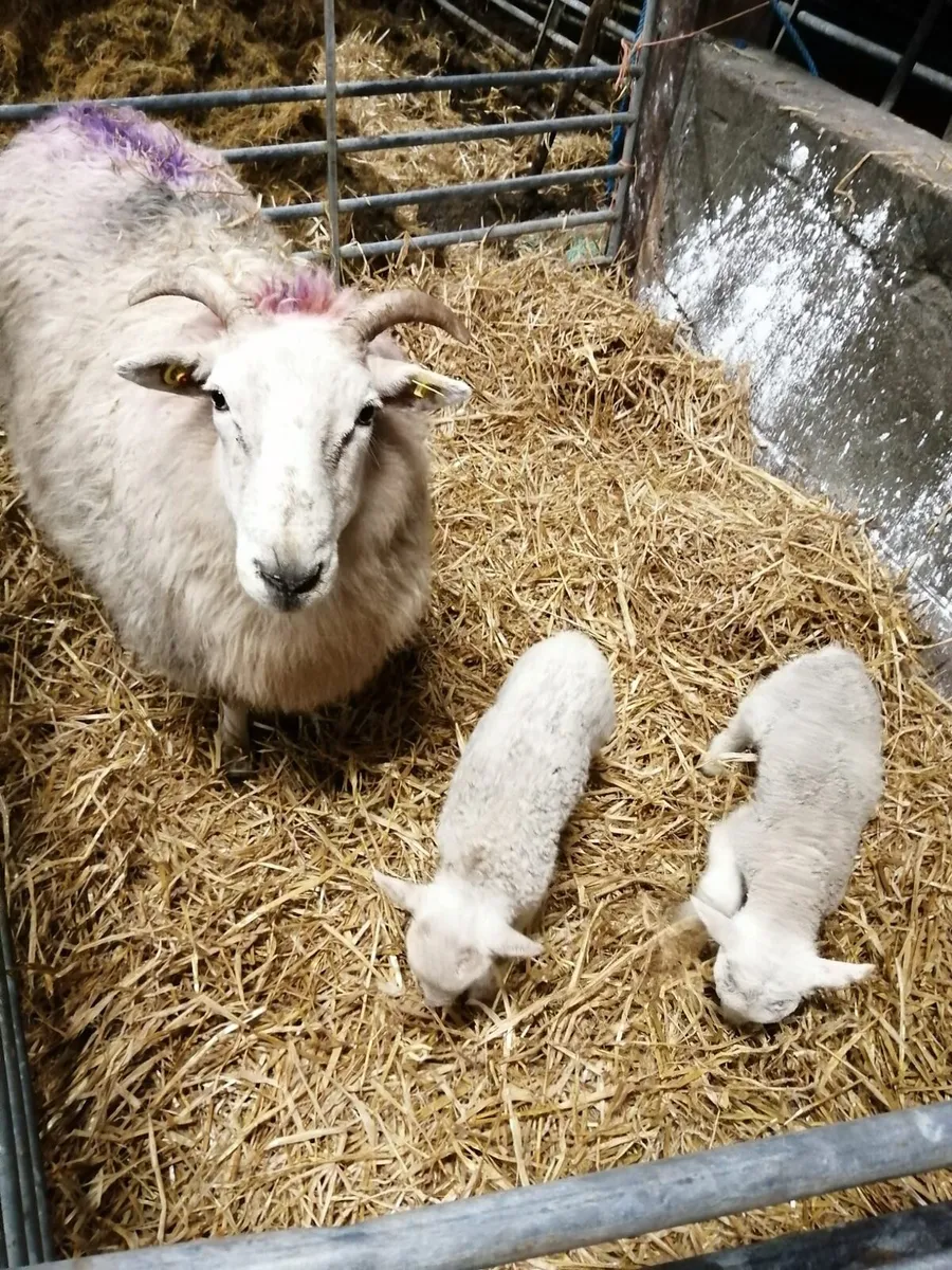 Ewe with 2 lambs - Image 1