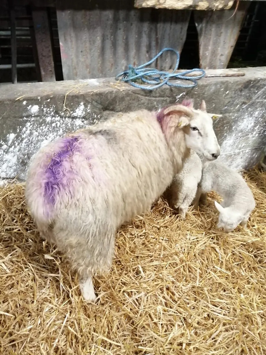 Ewe with 2 lambs - Image 2