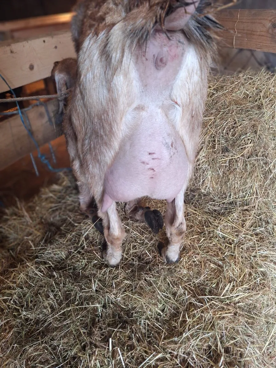 Foster Goat - Image 1