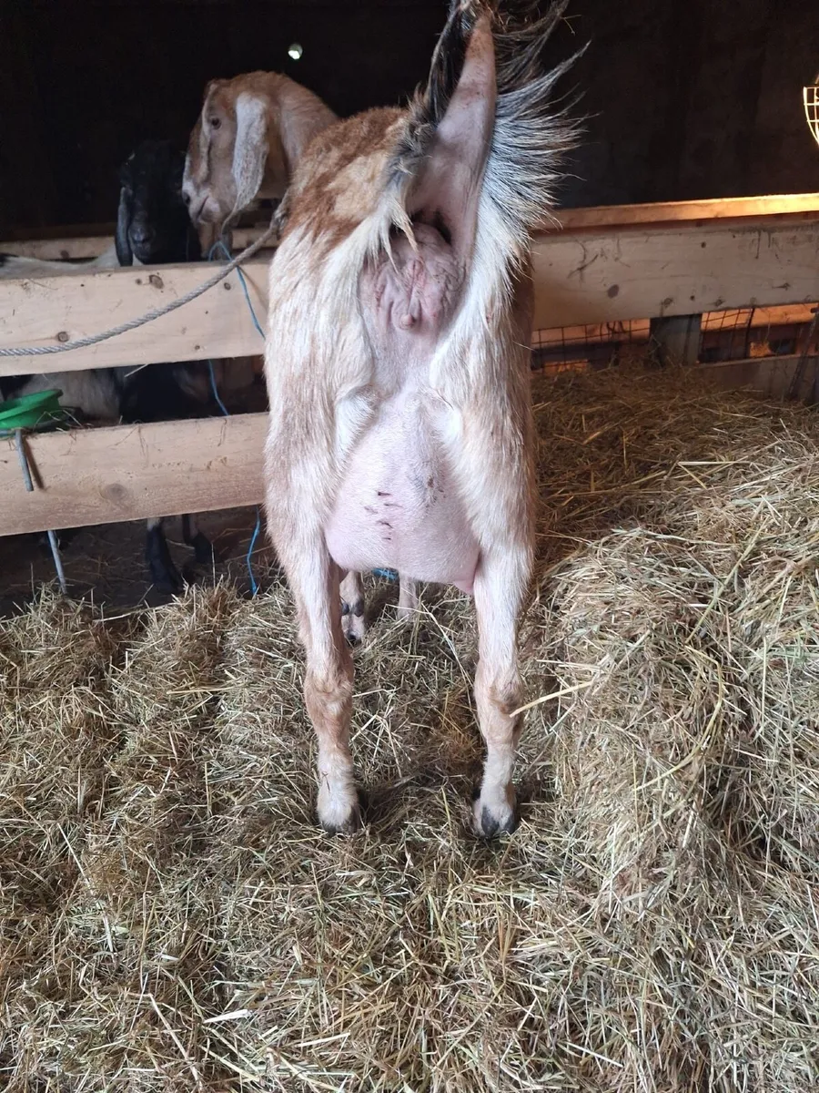 Foster Goat - Image 2