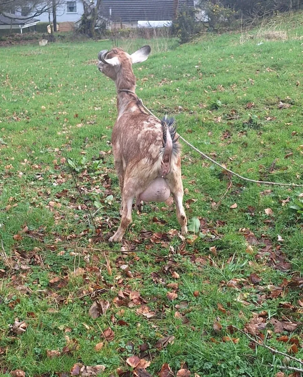 Foster Goat - Image 4